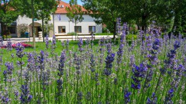 Zamardi, Balaton Gölü kıyısında küçük bir tatil köyü.