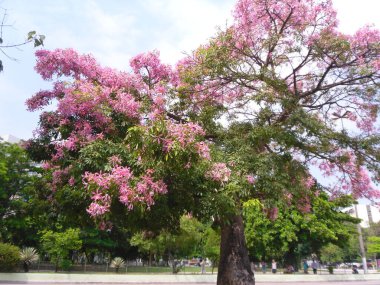 Rio de Janeiro Brezilya 'da ünlü bir şehirdir. İnanılmaz görüntüler