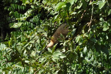 Brezilya 'da Iguacu şelaleleri harika bir yerdir.