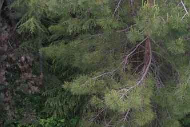 Abhazya, Karadeniz 'in güzel bir bölgesidir.