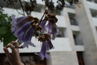 Abhazya, Karadeniz 'in güzel bir bölgesidir.