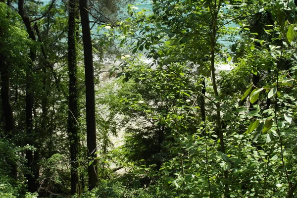 Abkhazia is a beautiful territory on Black sea — Stock Photo, Image