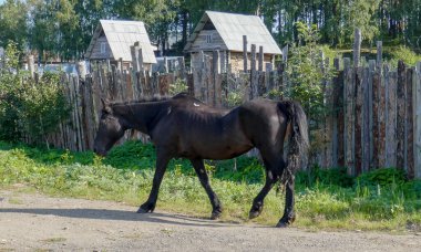 Rusya 'nın Chelyabinsk bölgesinde dinlenmek için harika bir yer. Eski ve yeni evleri, hayvanları ve güzel tarlaları olan Turgoyak köyü..