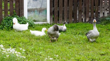 Husky inanılmaz bir cins. Bu köpekler güçlü ve naziktir. Fotoğraflar ülkenin kuzey kesimindeki Karelia, Rusya 'da çekildi..