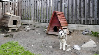 Husky inanılmaz bir cins. Bu köpekler güçlü ve naziktir. Fotoğraflar ülkenin kuzey kesimindeki Karelia, Rusya 'da çekildi..