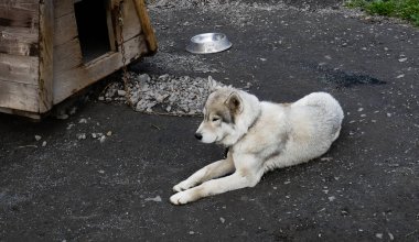 Husky inanılmaz bir cins. Bu köpekler güçlü ve naziktir. Fotoğraflar ülkenin kuzey kesimindeki Karelia, Rusya 'da çekildi..