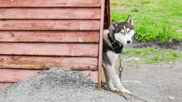 Husky is an amazing breed. These dogs are strong and kind. The photos were taken in Karelia, Russia, the northern part of the country.