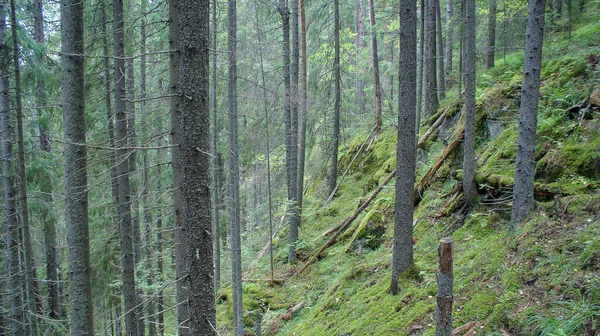 Přírodní Park Severu Ruska Vodopády Nádherná Příroda Skutečný Ruský Les — Stock fotografie