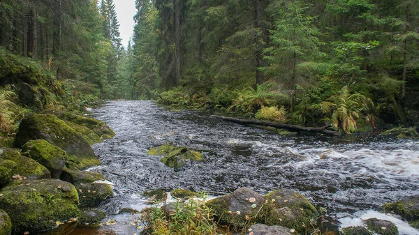 Parque Natural Norte Rússia Cachoeiras Natureza Deslumbrante Uma Verdadeira Floresta — Fotografia de Stock