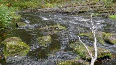 Rusya 'nın kuzeyindeki Doğal Park. Şelaleler, muhteşem doğa ve gerçek bir Rus ormanı. Karelya Cumhuriyeti