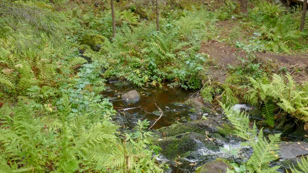 Natural Park North Russia Waterfalls Gorgeous Nature Real Russian Forest — Stock Photo, Image