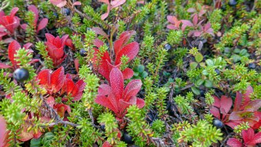 Rus kuzeyinin çarpıcı doğası. Tundra, Murmansk bölgesi. Monchegorsk 'ta muhteşem bir sonbahar.