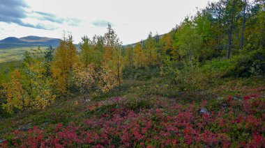 Rus kuzeyinin çarpıcı doğası. Tundra, Murmansk bölgesi. Monchegorsk 'ta muhteşem bir sonbahar.