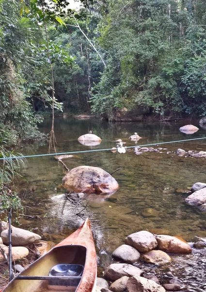 Belize ormanının ortasında kanoenig