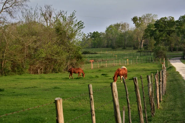 Küçük bir çiftlikte bir grup at.