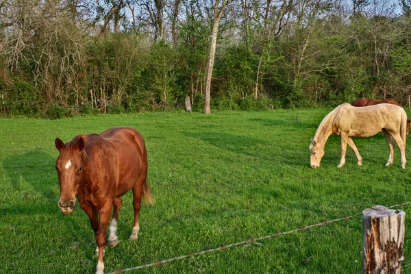 Otlakta bir grup at.