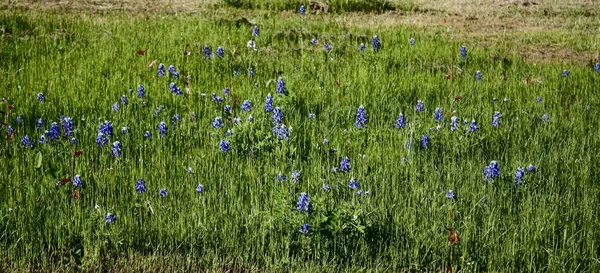 Teksas 'ın tipik mavi başlık çiçeği