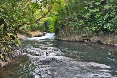 Veracruz ormanında bir dere.