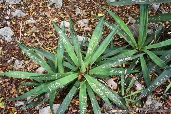 Bitkinin içindeki graffiti