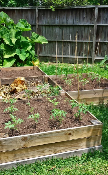 Şehirdeki küçük sebze bahçesi.