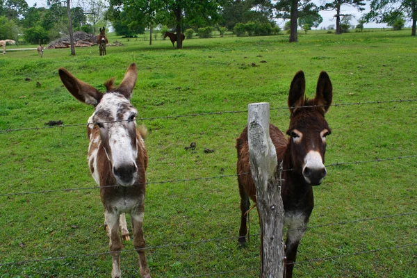 İki çok meraklı arkadaş.
