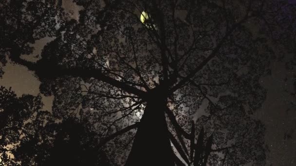 Cgi Tid Förflutit Animation Månens Passage Sett Thru Träd Siluett — Stockvideo