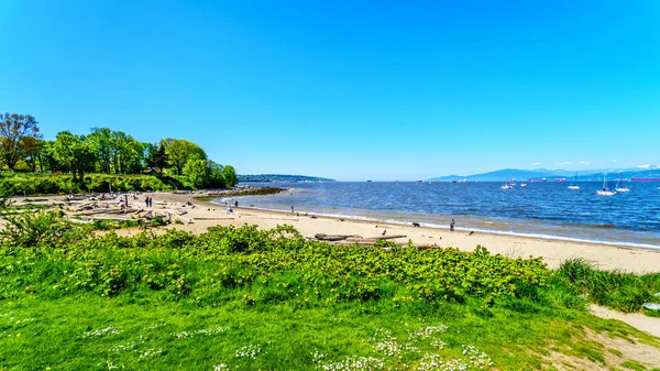 Hadden Park Dog Beach Daerah False Creek Adalah Aktivitas Cerah — Stok Foto