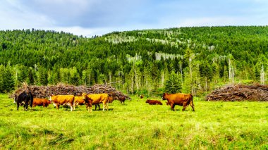 Whitecroft ve Barierre British Columbia, Kanada Shuswap dağlık arasındaki Heffley-Louis Creek yol boyunca alp çayırlığında otlatma sığır