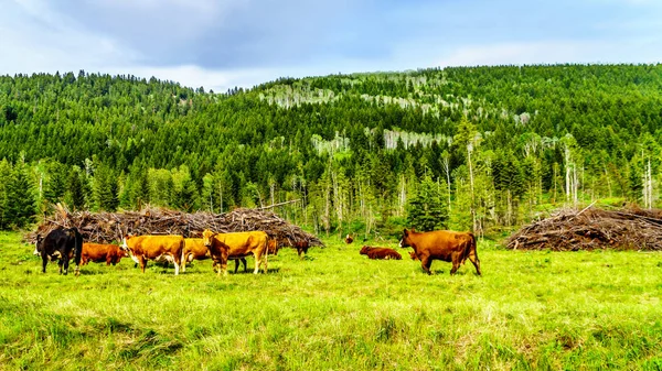 Cattle Grazing Alpine Meadows Heffley Louis Creek Road Whitecroft Barierre — Stock Photo, Image
