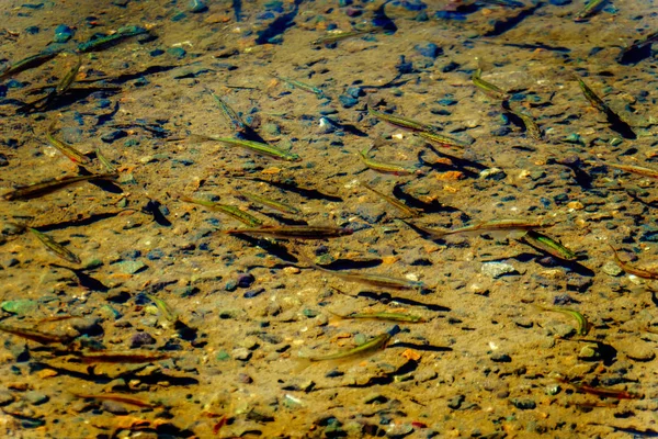 Small Fish Clear Waters Taylor Lake Highway Kamloops Princeton Highway — Stock Photo, Image