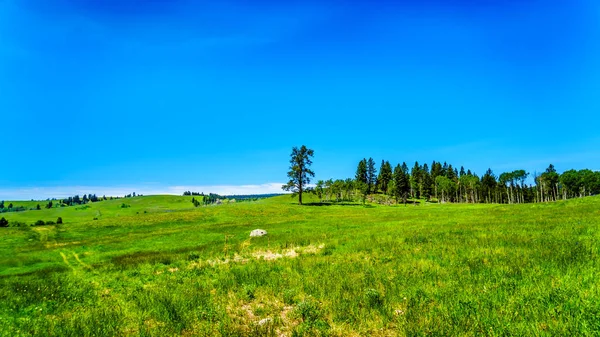 Gür otlaklar Otoban 5a, Merritt şehirleri ve British Columbia, Kanada Princeton arasındaki Kamloops-Princeton karayolu boyunca
