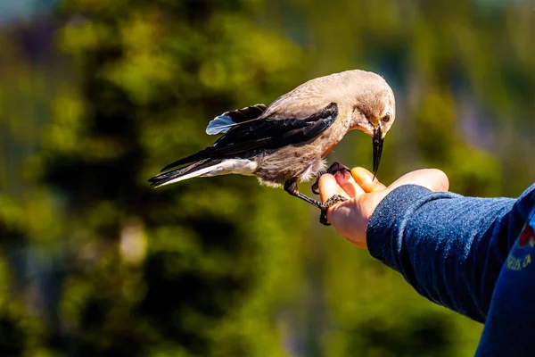 A Clark\'s Nutcracker bird eating from a person\'s hand at the Cascade Lookout in Manning Park in British Columbia, Canada