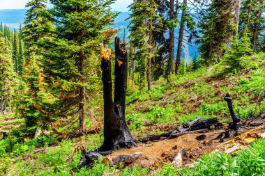 Yüksek alp, Tod dağ British Columbia, Kanada Shuswap dağlık yıldırım çarpması nedeniyle kararmış ağaç