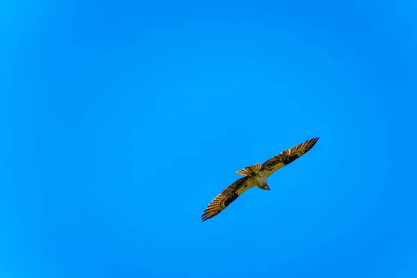 Osprey Fish Hawk Circling Its Nest Blue Sky Coldwater Road — Stock Photo, Image