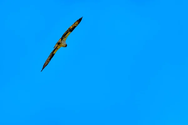 オスプレイやメリット ブリティッシュ コロンビア州 カナダの近く冷水道路沿いの青い空の下で巣を旋回魚鷹 — ストック写真