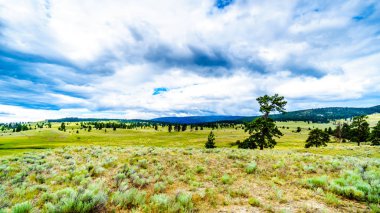 Kara bulutlar üzerinde karaçam çam ağaçları Kamloops ve British Columbia, Kanada içinde Merritt arasında Otoban 5a boyunca Okanagen bir kuru bölgede tepeler üzerinde asılı