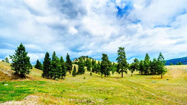 Dark Clouds hanging over Lodgepole Pine trees on the rolling hills in a dry region of the Okanagen along Highway 5A between Kamloops and Merritt in British Columbia, Canada