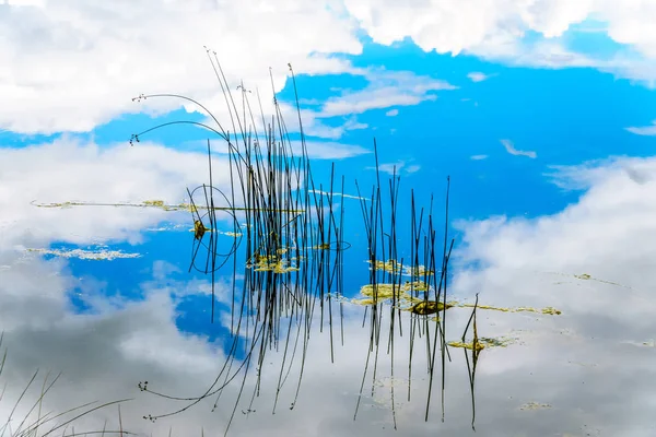 Schilf Trapp See Mit Blauem Himmel Und Wolken Die Sich — Stockfoto