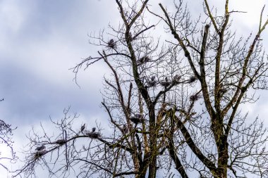 Büyük mavi yuvalarına Chilliwack, British Columbia, Kanada yakınındaki büyük mavi balıkçıl rezerv, ağaçların içinde oturan Herons kolonisi