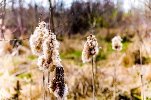 Allerlichtste Lisdodde Bloem Bij Blauwe Reiger Reserve Buurt Van Chilliwack — Stockfoto