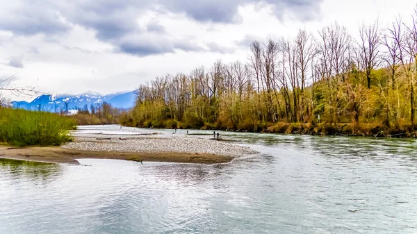 Büyük Mavi Balıkçıl Rezerv Yakınındaki Vedder Nehri Nin Kıyısında Balık — Stok fotoğraf