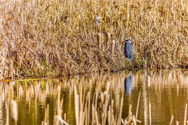 Great Blue Herons Sentado Nos Juncos Grama Seca Perto Rio — Fotografia de Stock