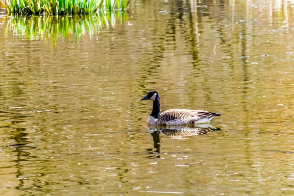 Kanadai Lúd Tavon Nagy Kék Gém Tartalék Chilliwack British Columbia — Stock Fotó