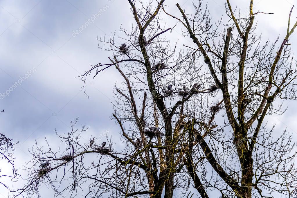 Colony of Great Blue Herons sitting on their nests in trees at the Great Blue Heron Reserve near Chilliwack, British Columbia, Canada