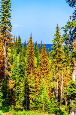 Kırmızı, çam ağaçları Tod dağ dağ köyü Sun Peaks British Columbia, Kanada Merkezi Okanagen Shuswap dağlık yakınındaki çam böceği saldırılar nedeniyle ölüyor