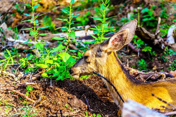 Primo Piano Della Testa Cervo Dalla Coda Nera Adagiato Nella — Foto Stock