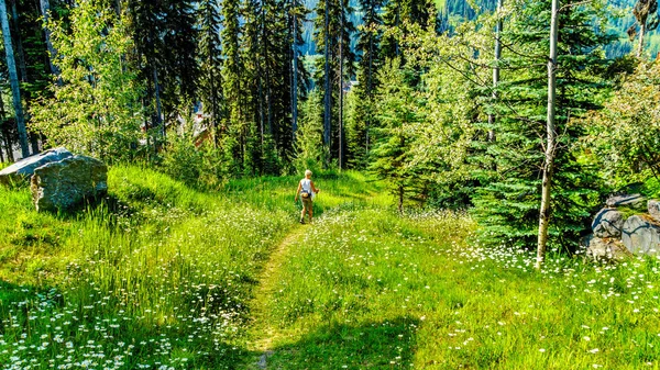 A senior woman enjoying the outdoors on a hike near the alpine village of Sun Peaks in the Shuswap Highlands of the central Okanagen in British Columbia, Canada