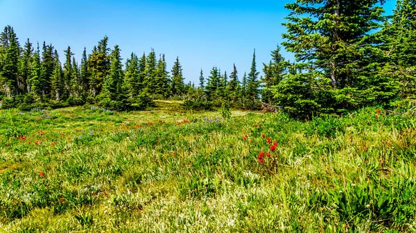 Hiking through alpine meadows with wild flowers on Juniper Ridge of Tod Mountain near the alpine village of Sun Peaks in the Shuswap Highlands of the central Okanagen in British Columbia, Canada
