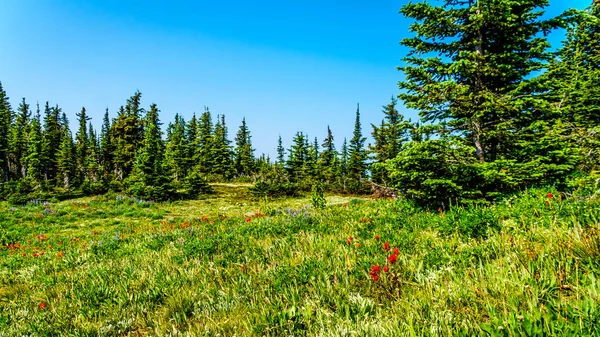 Senderismo Través Prados Alpinos Con Flores Silvestres Juniper Ridge Tod — Foto de Stock