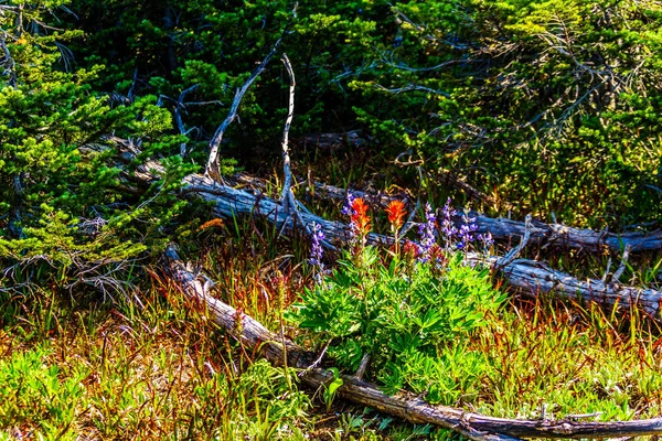 Indian Paint Brush and Lupines wild flowers on Juniper Ridge of Tod Mountain near the alpine village of Sun Peaks in the Shuswap Highlands of the central Okanagen in British Columbia, Canada